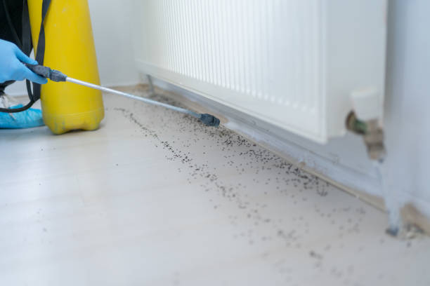 Best Affordable Pest Control Services  in Molalla, OR
