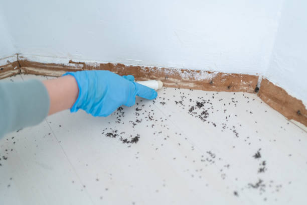 Best Flea Control Services  in Molalla, OR